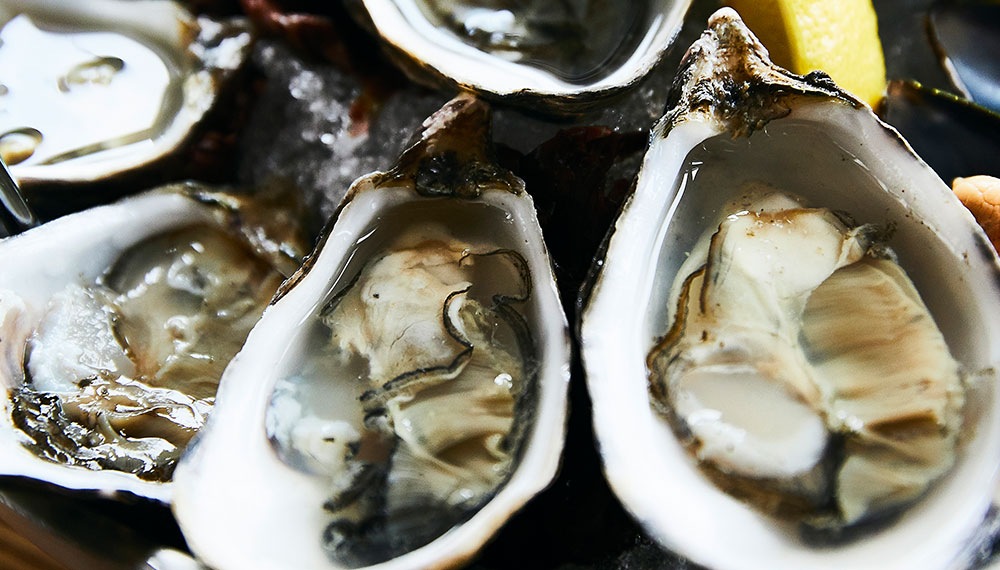 Oysters