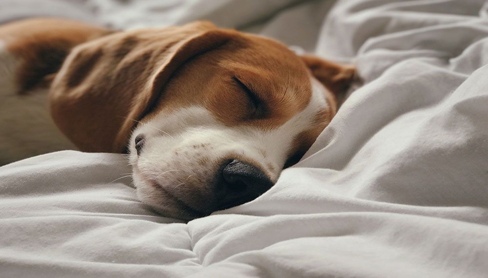 sleeping dog