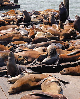 sea lions on a pier in San Francisco
