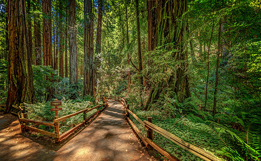 Muir Woods