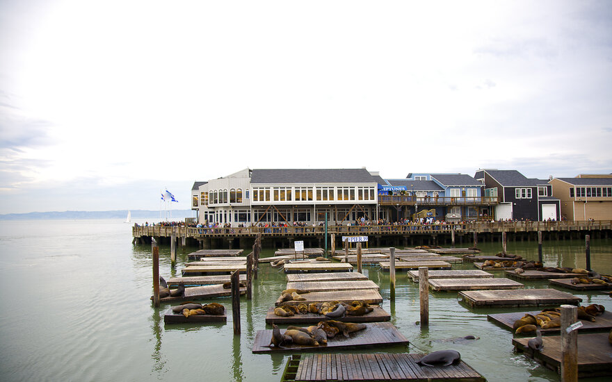 Seals lounging on docks in San Francisco